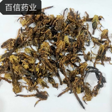 全蝎,进口货纯干货实图拍摄颜色好看欢迎选购