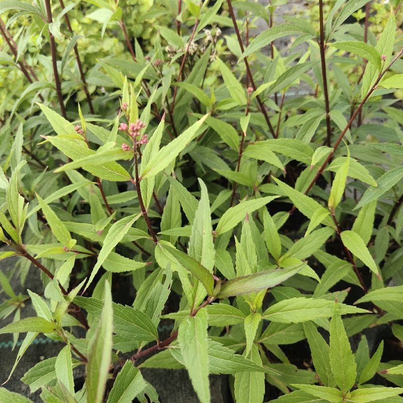 佩兰苗水香鸡骨香中药草盆栽苗食用家庭盆栽植物