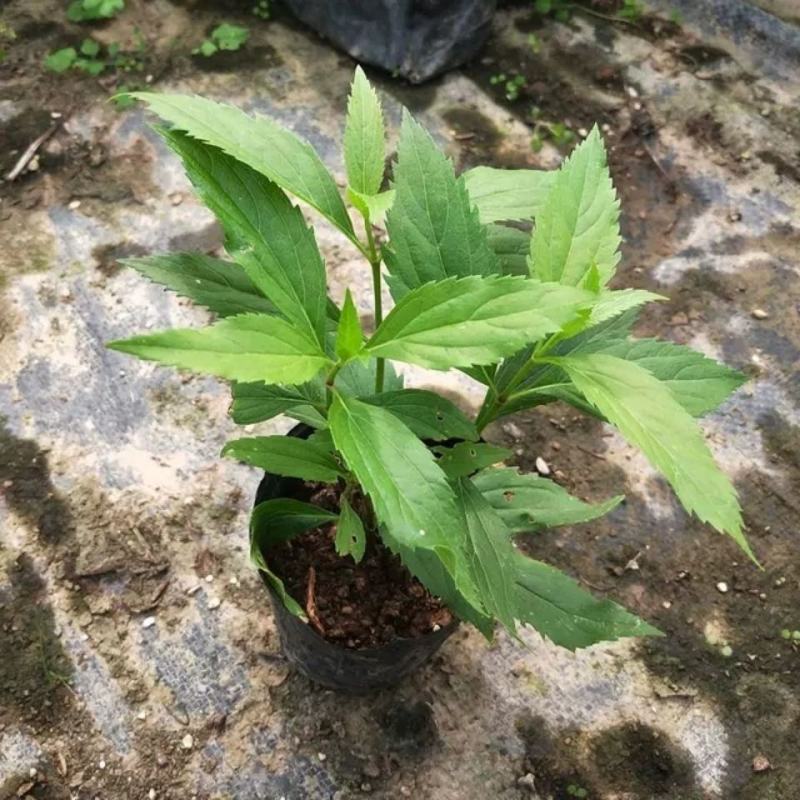佩兰苗水香鸡骨香中药草盆栽苗食用家庭盆栽植物