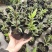 佩兰苗水香鸡骨香中药草盆栽苗食用家庭盆栽植物