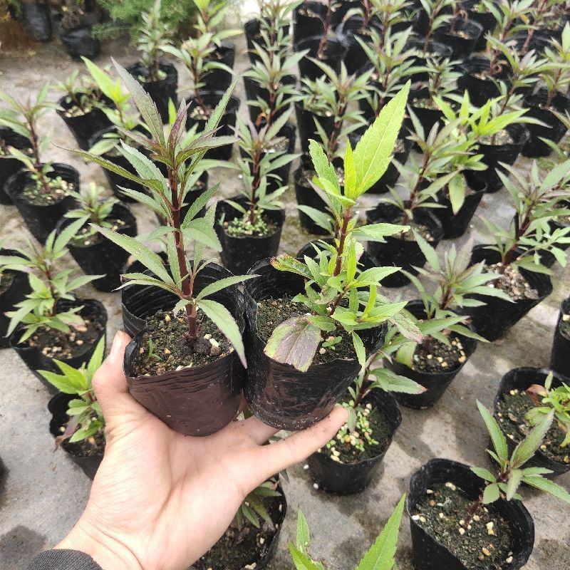 佩兰苗水香鸡骨香中药草盆栽苗食用家庭盆栽植物