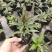 佩兰苗水香鸡骨香中药草盆栽苗食用家庭盆栽植物