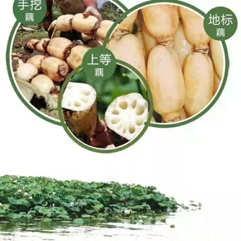 糯米藕开盖即食味美软糯香甜电商可做更低