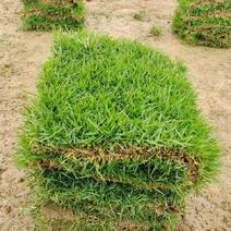 草皮真草坪带泥土地毯果岭草种植别墅花园庭院带土绿化马尼拉