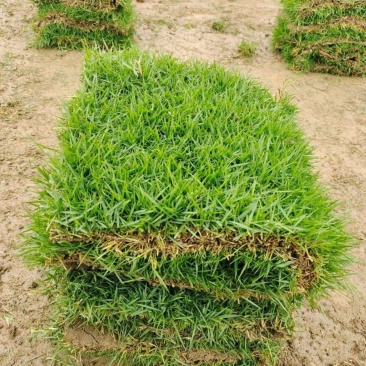 草皮真草坪带泥土地毯果岭草种植别墅花园庭院带土绿化马尼拉