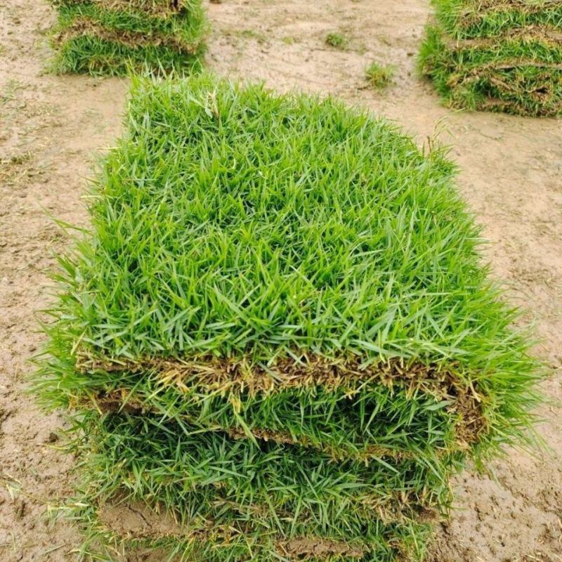 草皮真草坪带泥土地毯果岭草种植别墅花园庭院带土绿化马尼拉