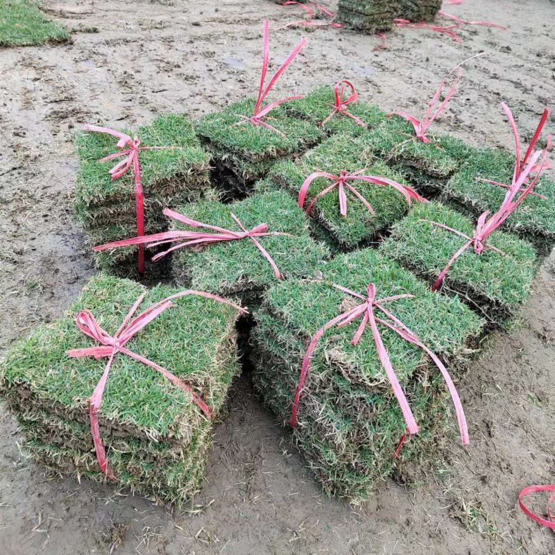 草皮真草坪带泥土地毯果岭草种植别墅花园庭院带土绿化马尼拉