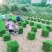 草皮真草坪带泥土地毯果岭草种植别墅花园庭院带土绿化马尼拉