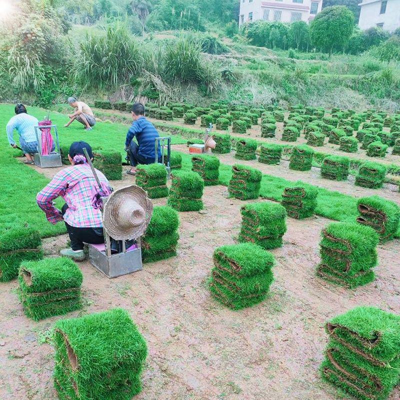 草皮真草坪带泥土地毯果岭草种植别墅花园庭院带土绿化马尼拉