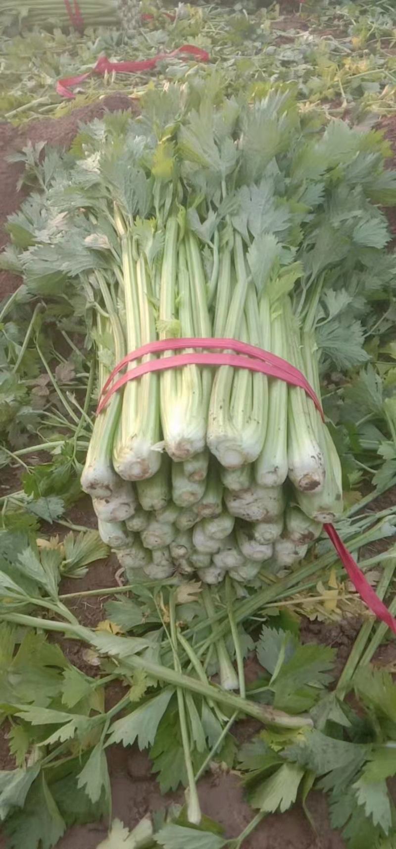 夏邑县优质西芹，产地直发，供应全国，欢迎订购