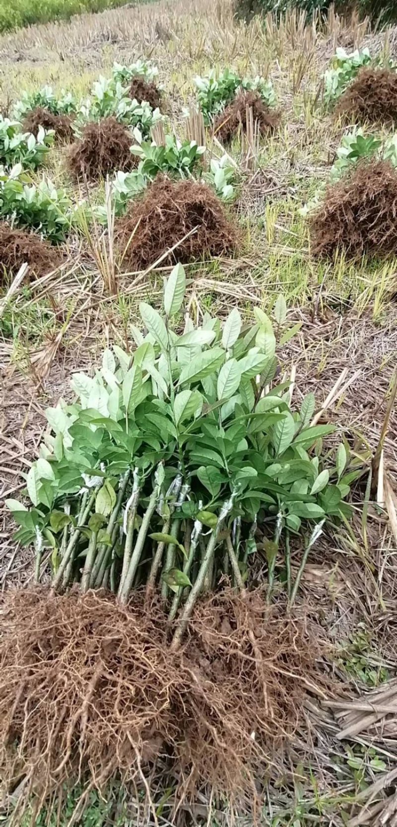 四季无仔香水柠檬苗，四季香水柠檬苗，北京青柠檬