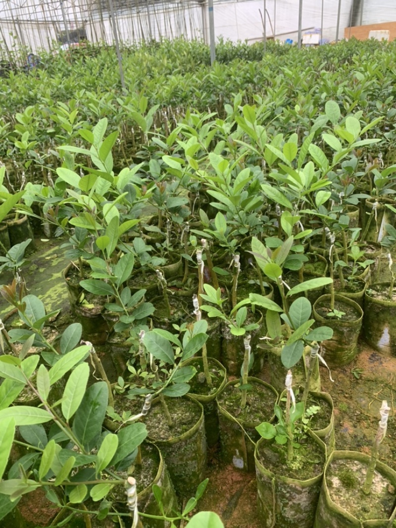 四季无仔香水柠檬苗，四季香水柠檬苗，北京青柠檬