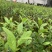 四季无仔香水柠檬苗，四季香水柠檬苗，北京青柠檬