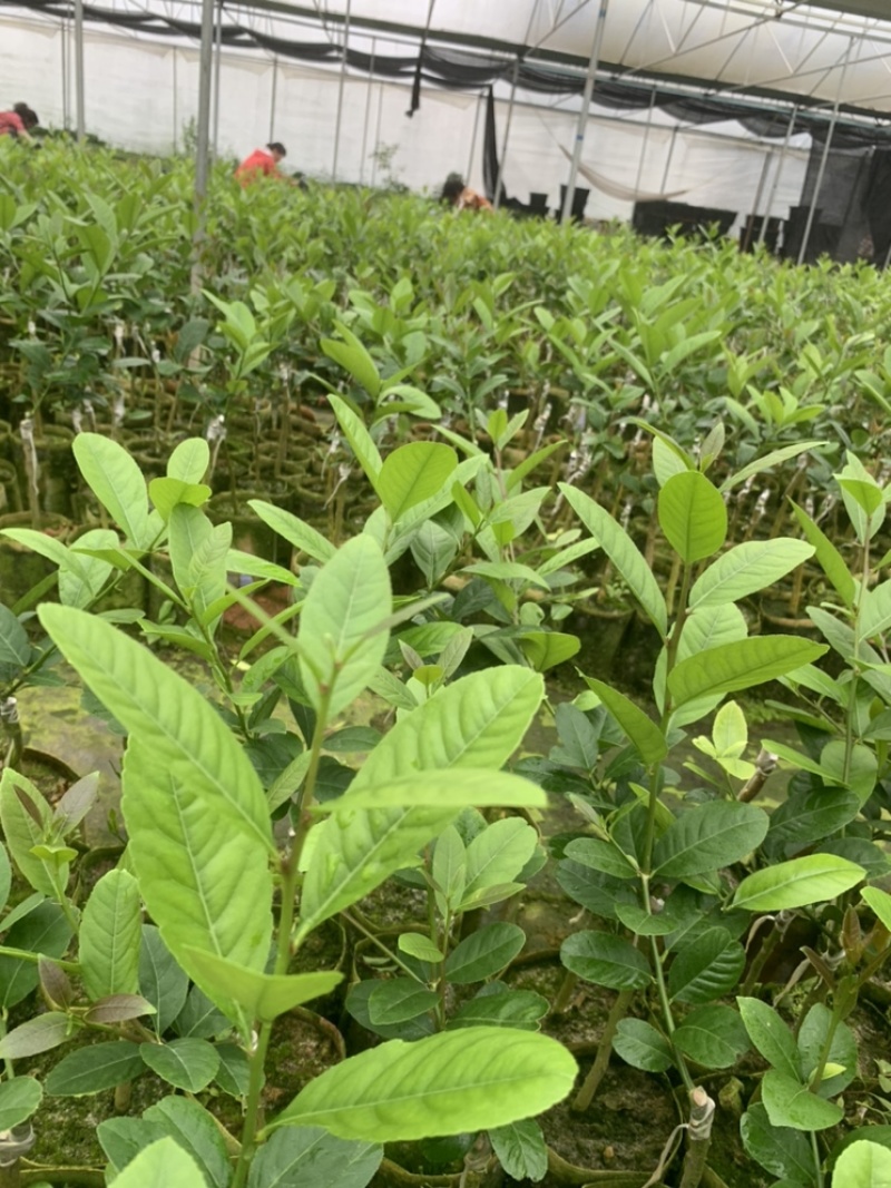 四季无仔香水柠檬苗，四季香水柠檬苗，北京青柠檬