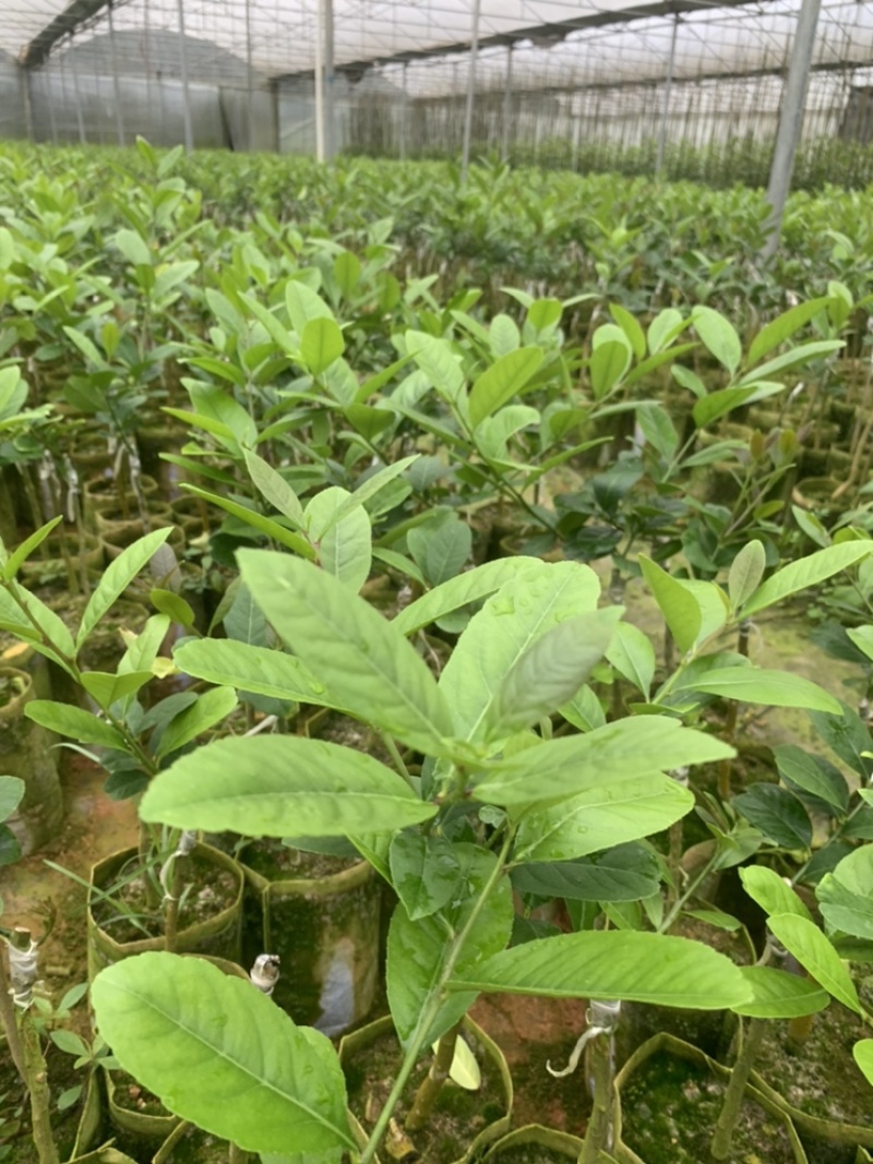 四季无仔香水柠檬苗，四季香水柠檬苗，北京青柠檬