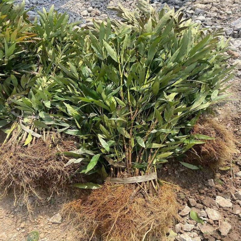 窄叶小叶细叶十大功劳树苗庭院绿篱植物园林绿化苗木绿植四季