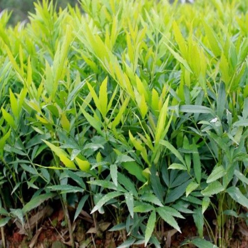 窄叶小叶细叶十大功劳树苗庭院绿篱植物园林绿化苗木绿植四季