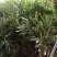 窄叶小叶细叶十大功劳树苗庭院绿篱植物园林绿化苗木绿植四季