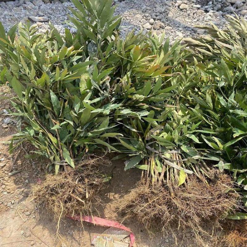 窄叶小叶细叶十大功劳树苗庭院绿篱植物园林绿化苗木绿植四季