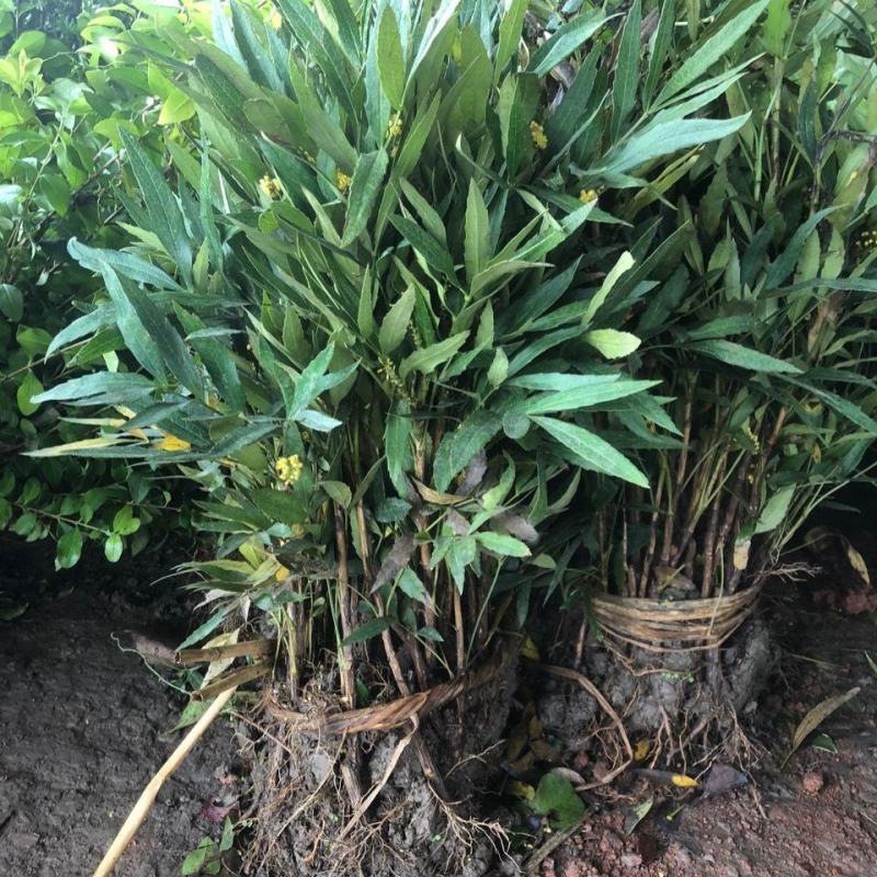窄叶小叶细叶十大功劳树苗庭院绿篱植物园林绿化苗木绿植四季