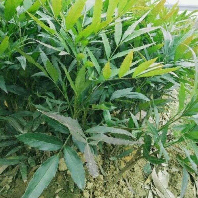 窄叶小叶细叶十大功劳树苗庭院绿篱植物园林绿化苗木绿植四季