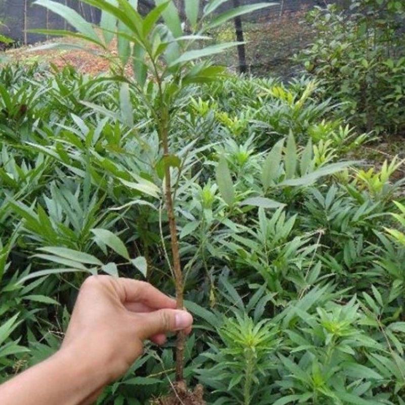 窄叶小叶细叶十大功劳树苗庭院绿篱植物园林绿化苗木绿植四季