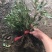 窄叶小叶细叶十大功劳树苗庭院绿篱植物园林绿化苗木绿植四季