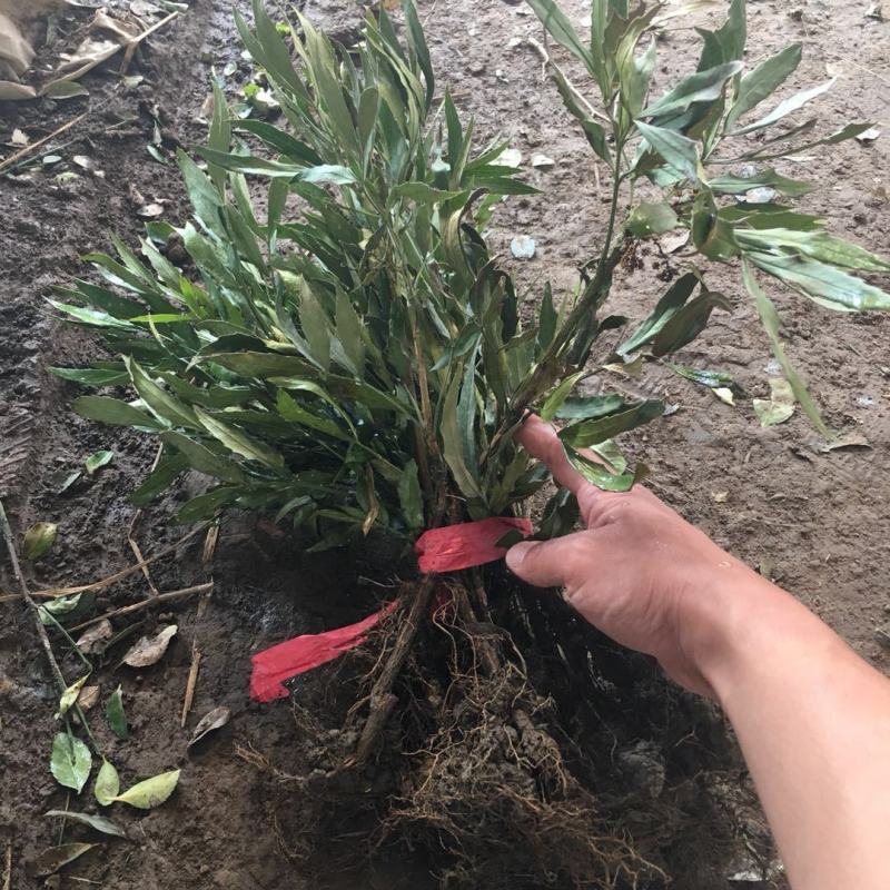 窄叶小叶细叶十大功劳树苗庭院绿篱植物园林绿化苗木绿植四季