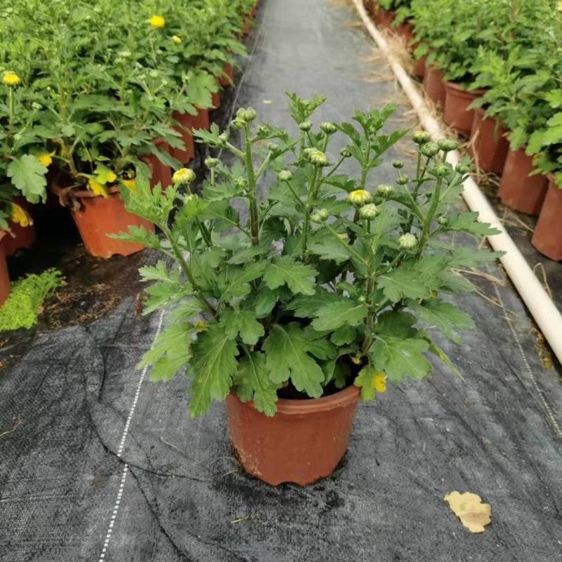 黄菊花