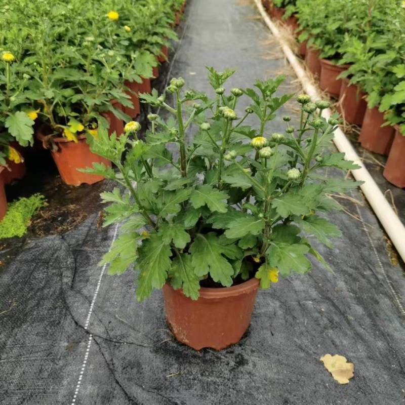黄菊花