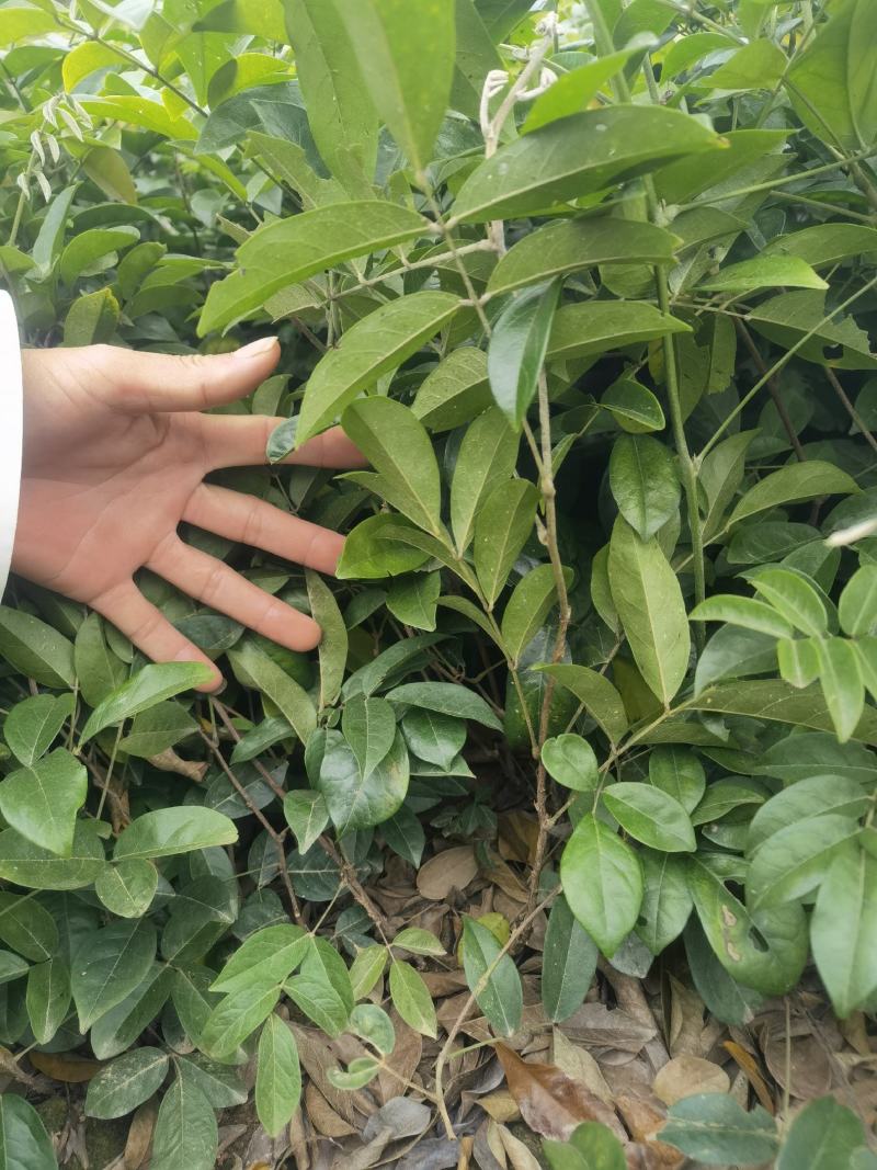 广西牛大力改良种苗自产自销品种正薯根发达容易种活