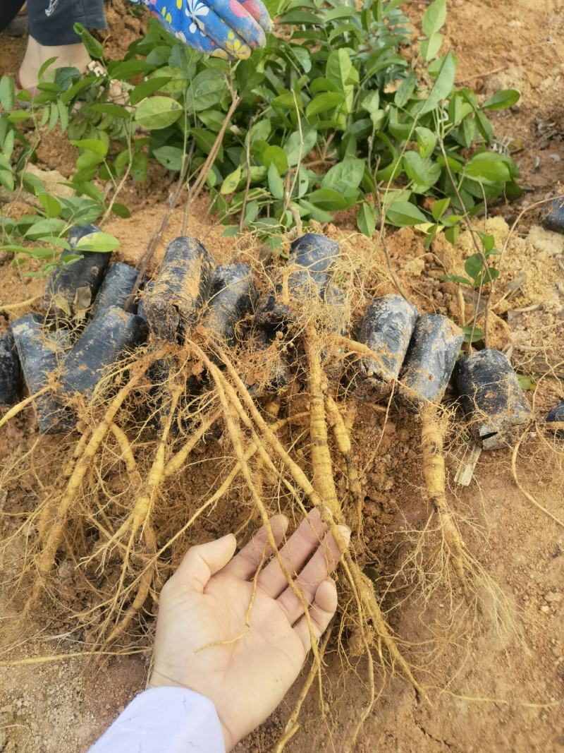 广西牛大力改良种苗自产自销品种正薯根发达容易种活