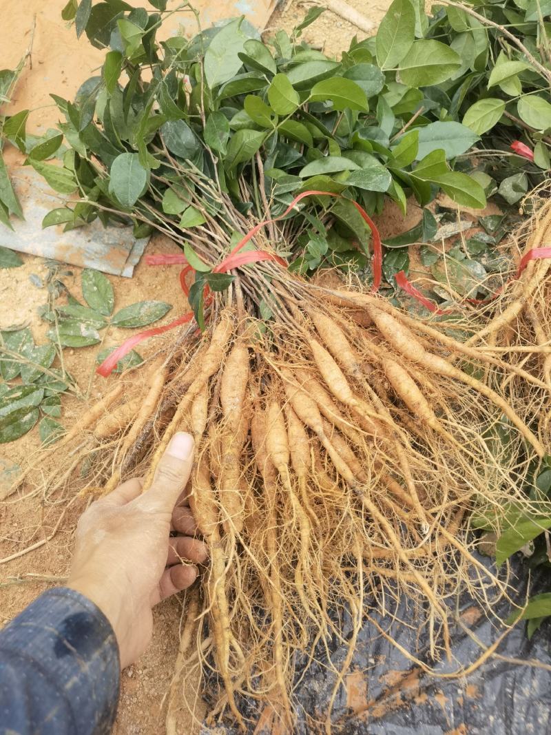 广西牛大力改良种苗自产自销品种正薯根发达容易种活