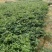 广西牛大力改良种苗自产自销品种正薯根发达容易种活