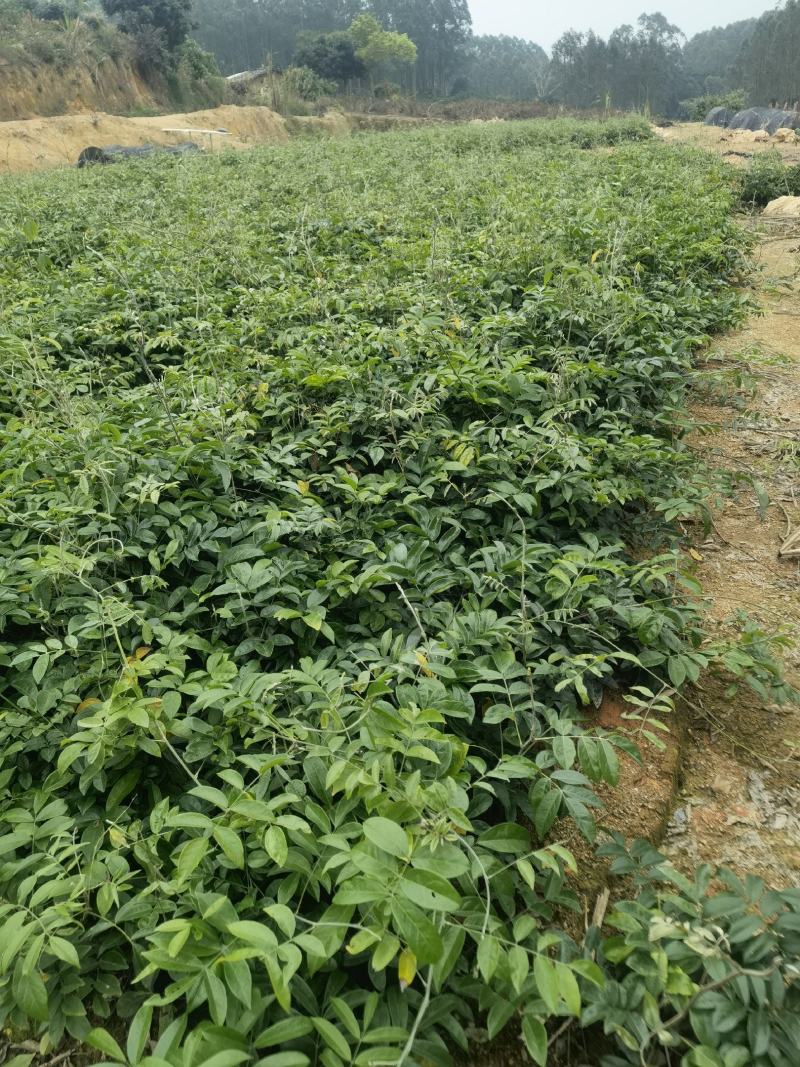广西牛大力改良种苗自产自销品种正薯根发达容易种活