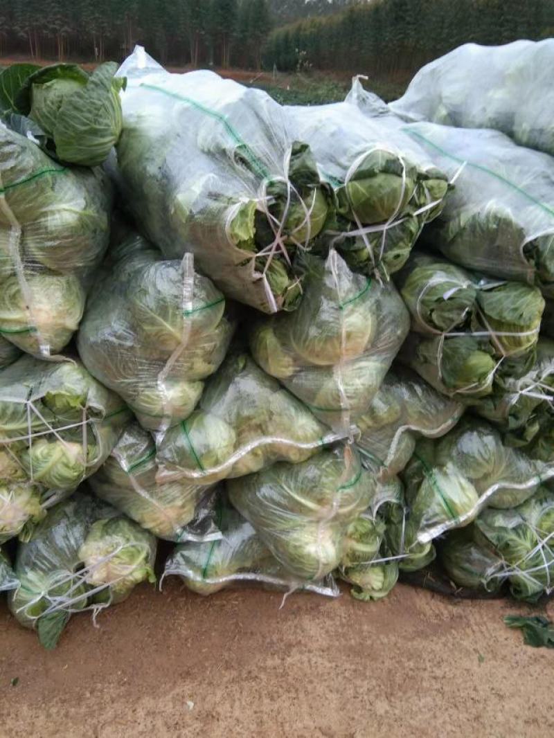 广西甘蓝圆包菜新菜不烧叶可视频看货