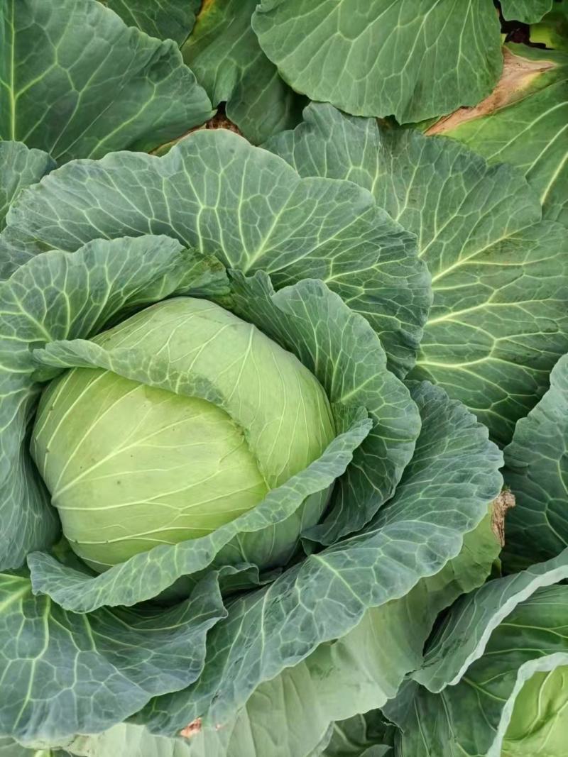 广西甘蓝圆包菜新菜不烧叶可视频看货