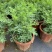 芸香臭草苗新鲜植物盆栽室外阳台四季花卉植物可食用臭艾