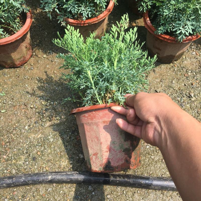 芸香臭草苗新鲜植物盆栽室外阳台四季花卉植物可食用臭艾