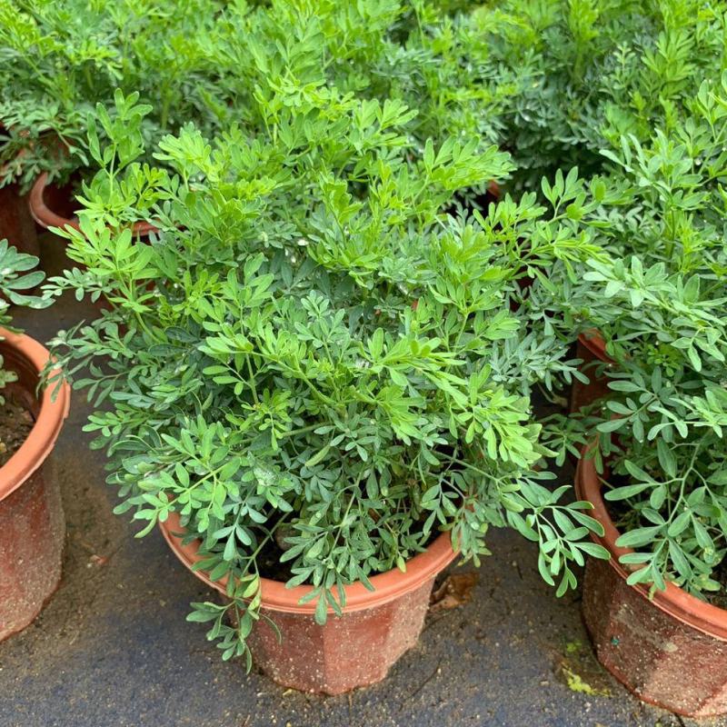 芸香臭草苗新鲜植物盆栽室外阳台四季花卉植物可食用臭艾
