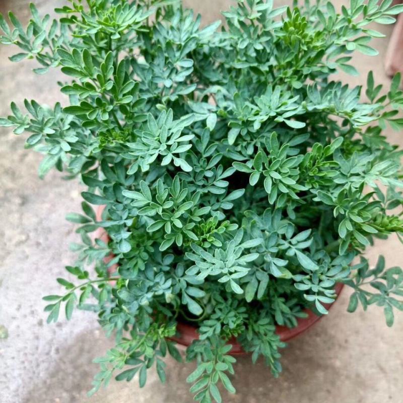 芸香臭草苗新鲜植物盆栽室外阳台四季花卉植物可食用臭艾