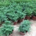 芸香臭草苗新鲜植物盆栽室外阳台四季花卉植物可食用臭艾
