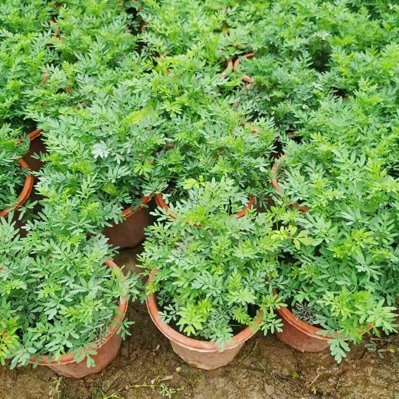 芸香臭草苗新鲜植物盆栽室外阳台四季花卉植物可食用臭艾