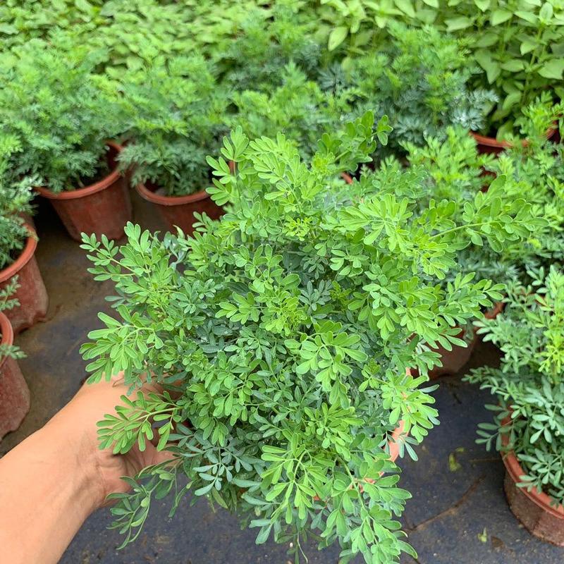 芸香臭草苗新鲜植物盆栽室外阳台四季花卉植物可食用臭艾