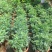 芸香臭草苗新鲜植物盆栽室外阳台四季花卉植物可食用臭艾