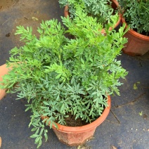 芸香臭草苗新鲜植物盆栽室外阳台四季花卉植物可食用臭艾