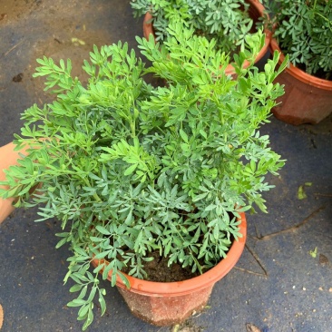 芸香臭草苗新鲜植物盆栽室外阳台四季花卉植物可食用臭艾