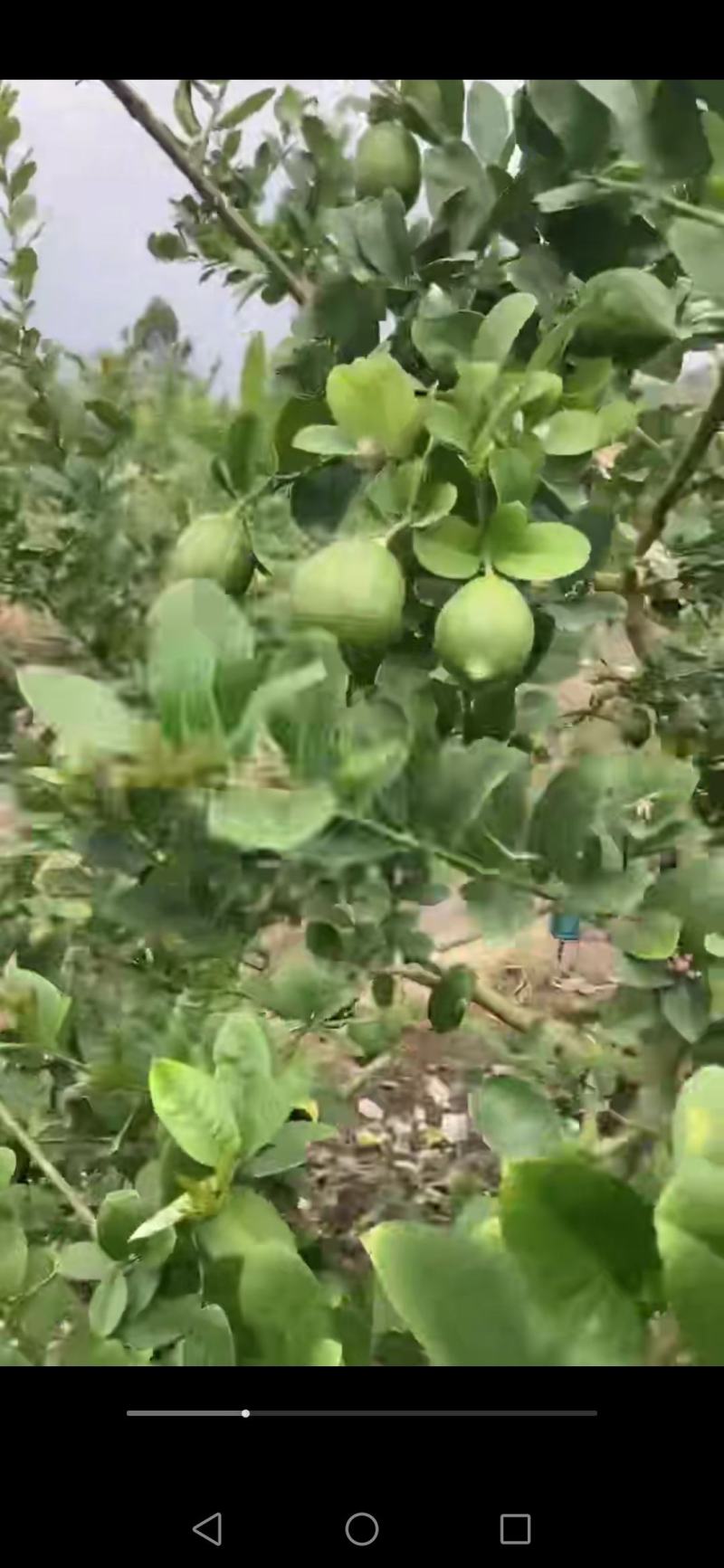 广东香水柠檬