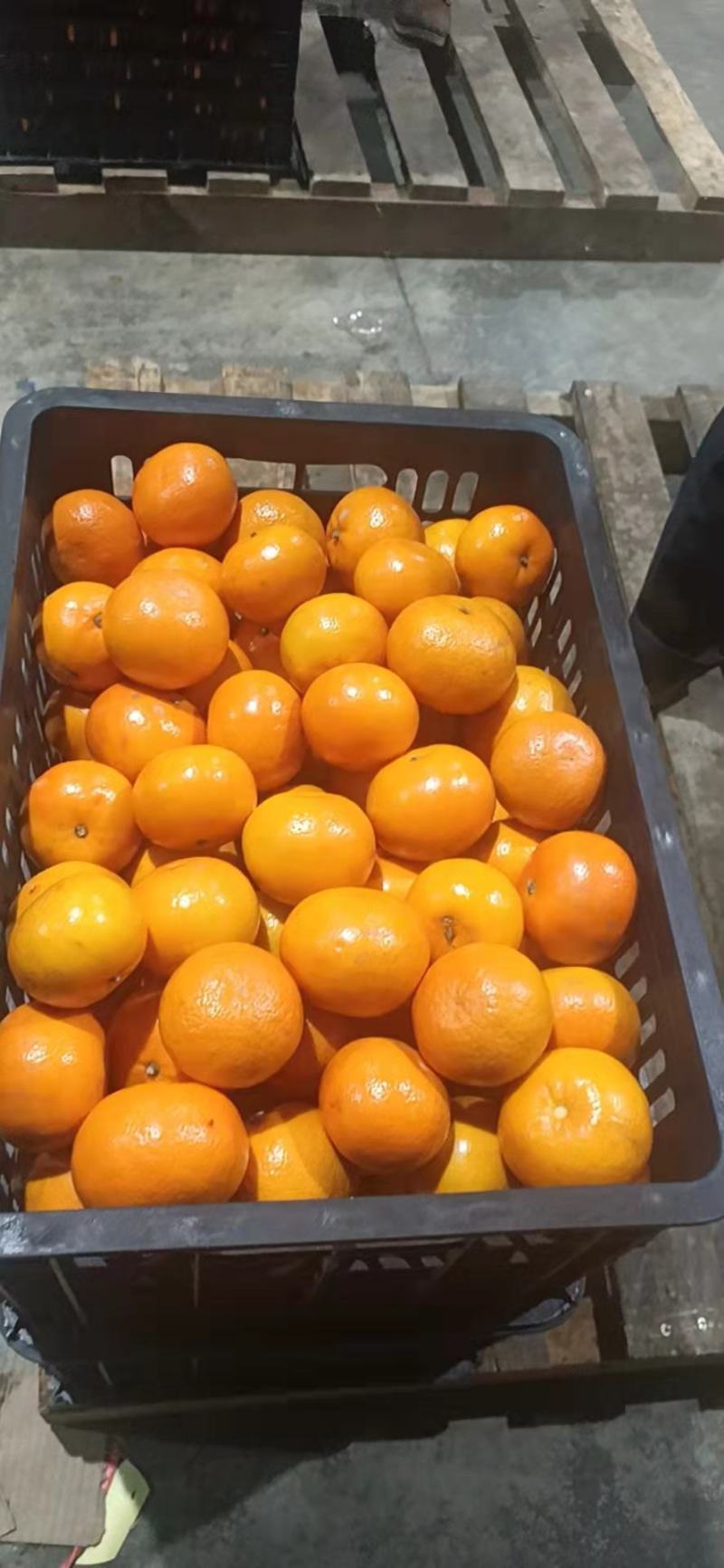 广西沃柑精品沃柑，产地直发，新鲜采摘，口感好，诚信经营