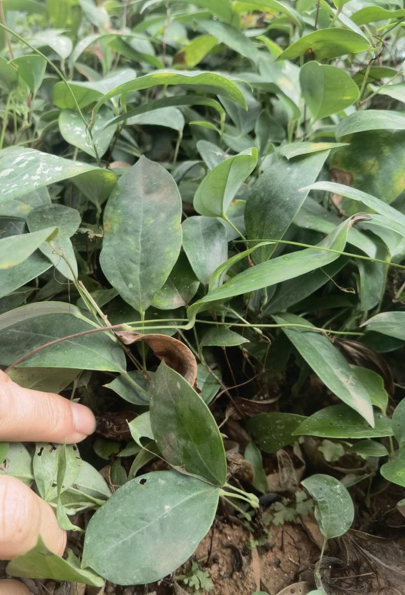 正宗两广白肉粉质土茯苓种苗有想法就先人一步成功！加油！